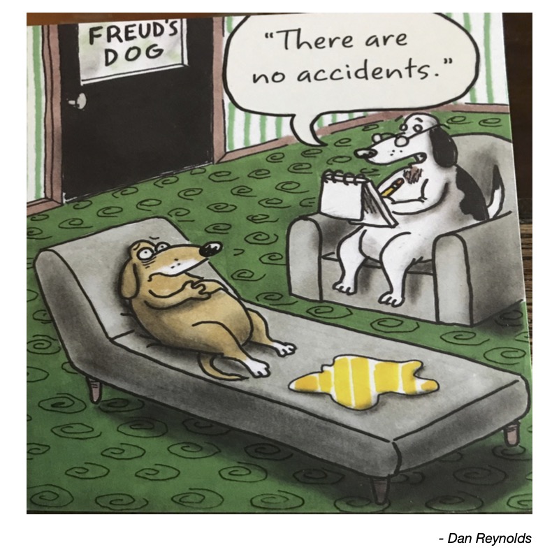 A brown dog lies on a couch while a white dog takes notes, discussing accidents.