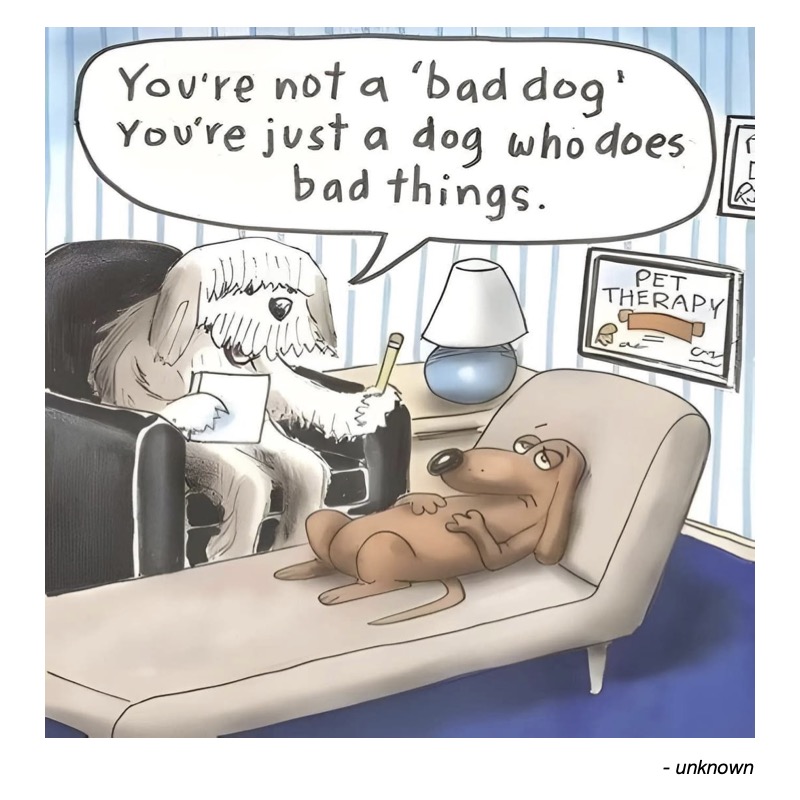 A fluffy dog sits in a chair, counseling a lying dog on a couch about behavior.